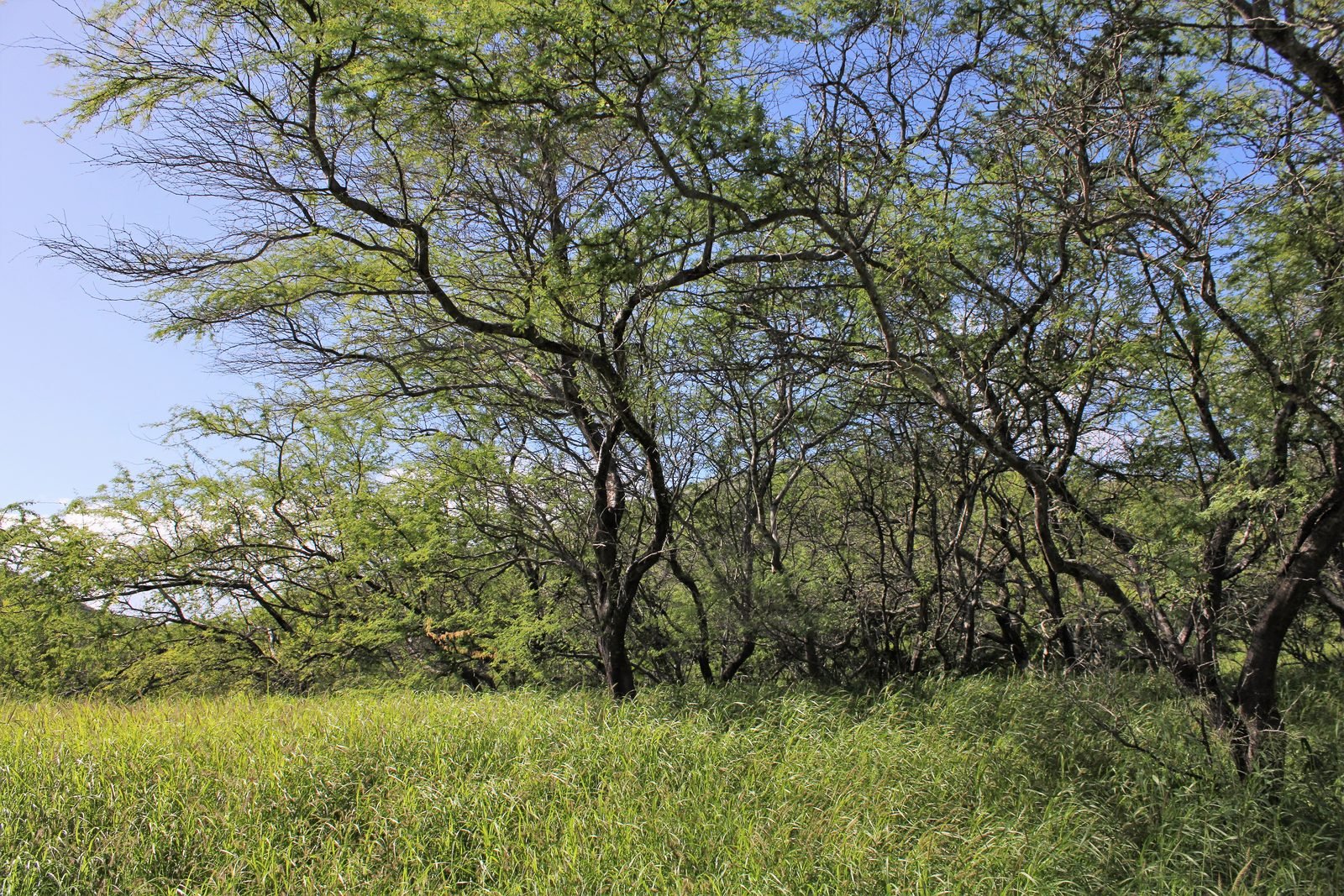 Diamond Head crater, Honolulu, Hawaii